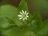 Stellaria media. Цветок и бутоны. Московская обл., Раменский р-н, Хрипань, лес у ЛЭП. 31.05.2006.