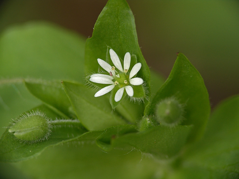 Image of Stellaria media specimen.