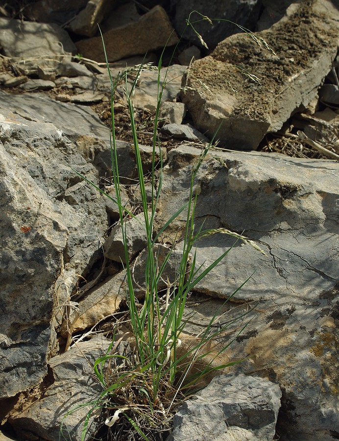 Image of Piptatherum holciforme specimen.