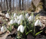 Galanthus plicatus
