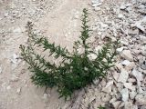 Scrophularia cretacea