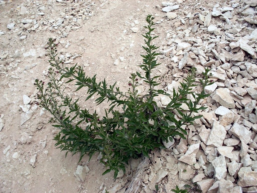 Изображение особи Scrophularia cretacea.