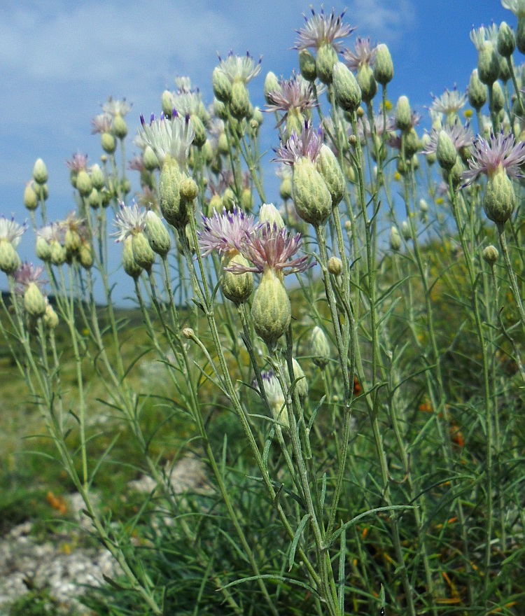 Изображение особи Jurinea stoechadifolia.