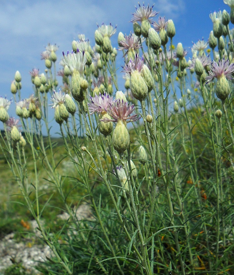 Изображение особи Jurinea stoechadifolia.