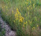 Solidago virgaurea. Цветущее растение. Московская обл., Раменский р-н, окр. дер. Хрипань, противопожарная полоса вдоль опушки леса. 14.07.2011.