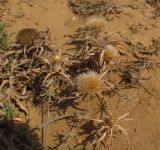 Atractylis carduus. Плодоносящее растение (слева и впереди - Crepis aculeata). Израиль, Шарон, г. Герцлия, высокий берег Средиземного моря. 17.08.2011.