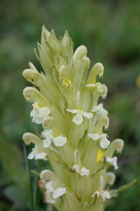 Изображение особи Pedicularis alatauica.