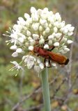 Allium galanthum