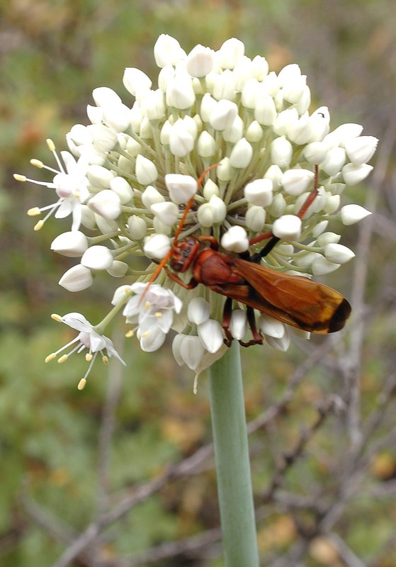 Image of Allium galanthum specimen.