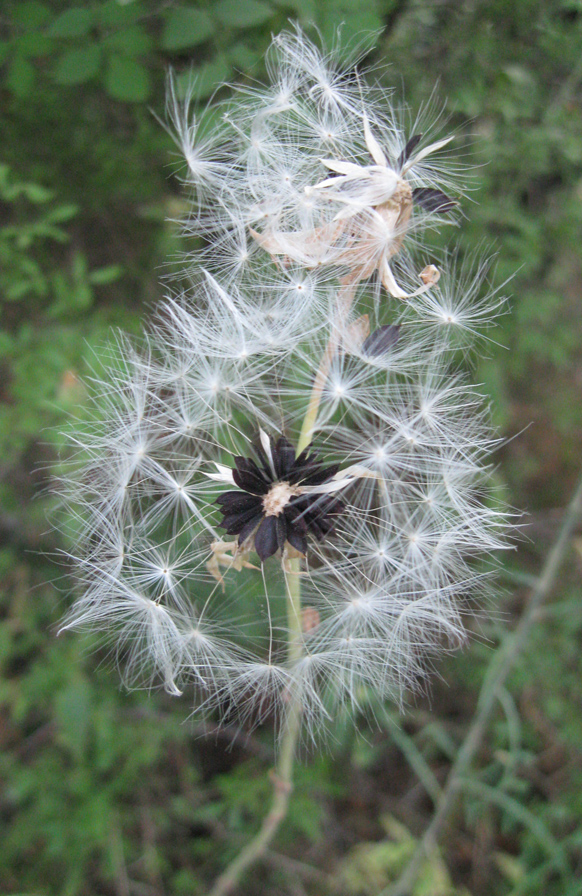 Image of Lactuca tuberosa specimen.