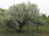 Pyrus ussuriensis