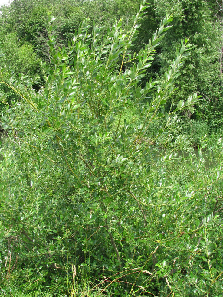 Изображение особи Salix latifolia.