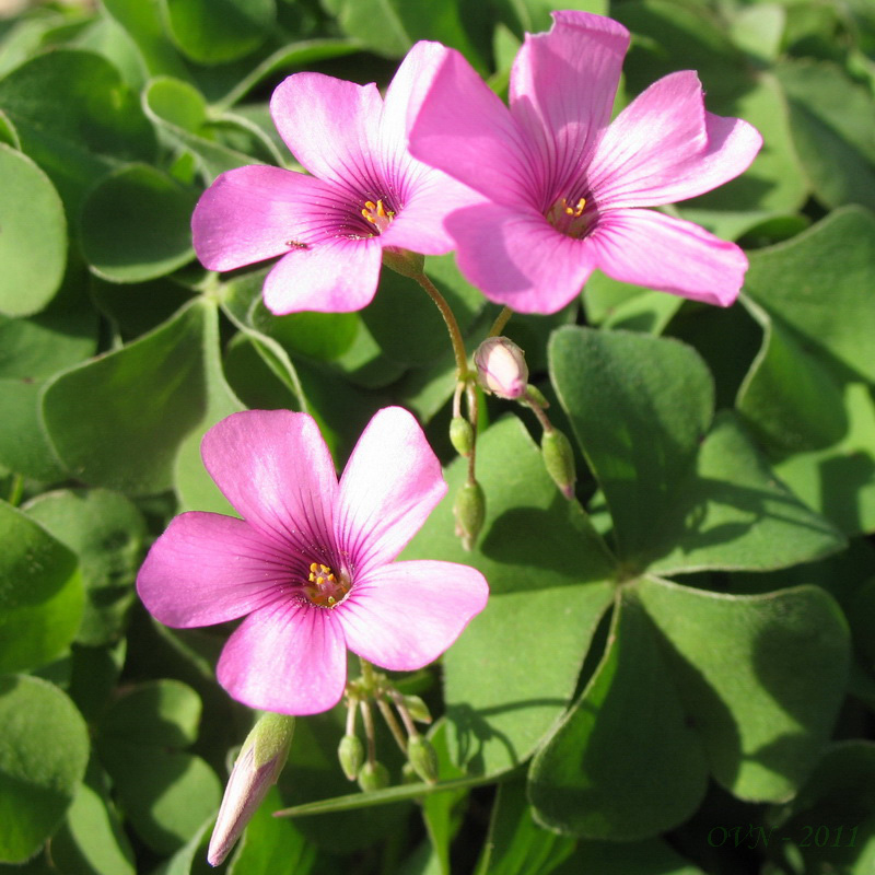 Изображение особи Oxalis articulata.