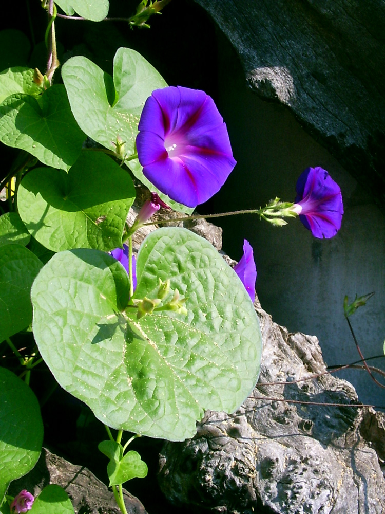 Image of Ipomoea purpurea specimen.