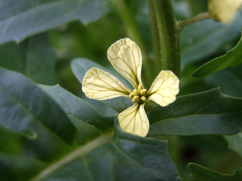 Изображение особи Eruca sativa.