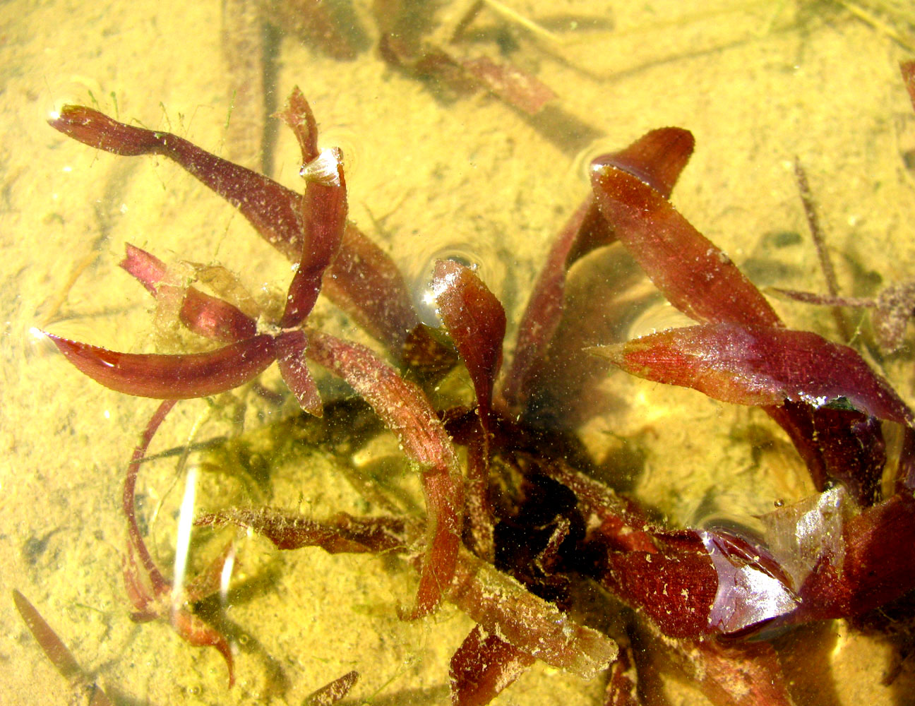 Image of Vallisneria spiralis specimen.