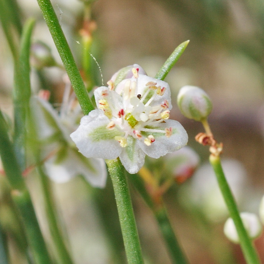 Изображение особи Calligonum aphyllum.