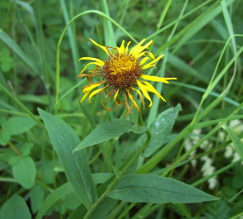 Image of Inula salicina specimen.