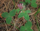 Trifolium pratense. Верхушка побега с соцветием. Крым, южный берег, окр. Мисхора, сосновый лес. 28 мая 2012 г.