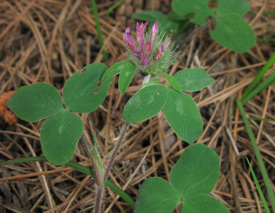 Изображение особи Trifolium pratense.