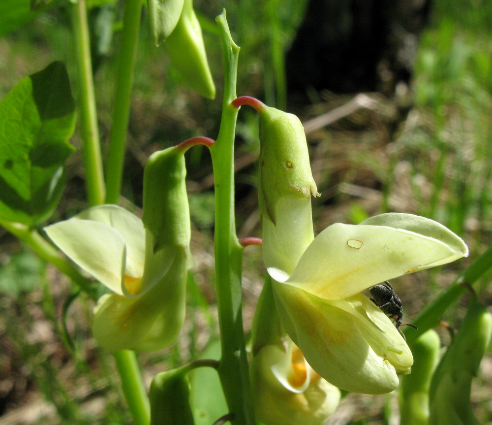 Изображение особи Lathyrus gmelinii.