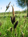 Carex cespitosa