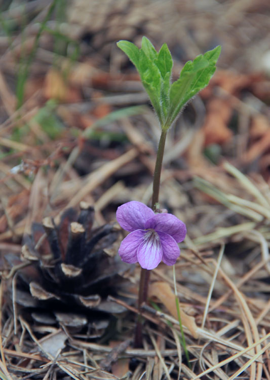 Изображение особи Viola dactyloides.