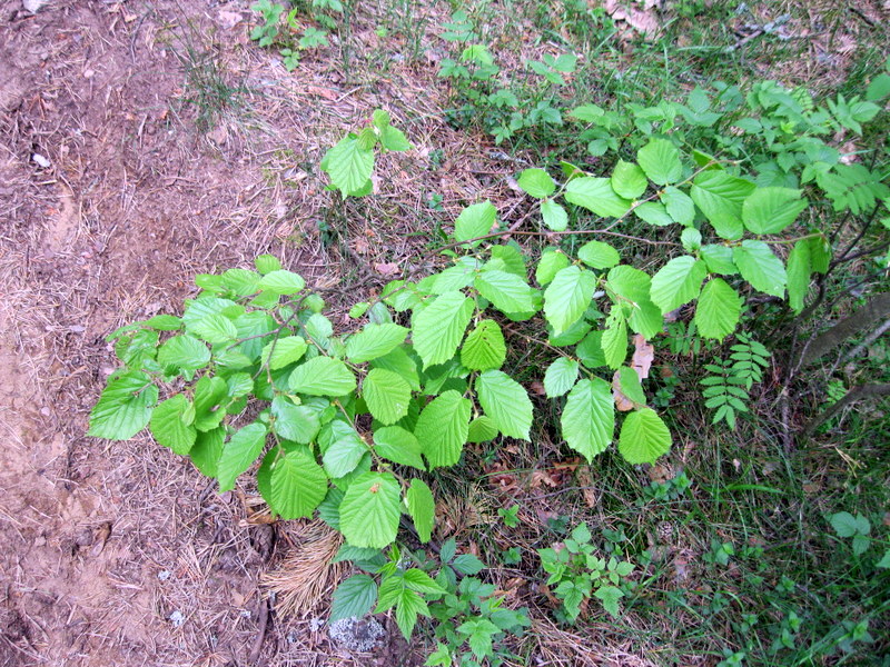 Image of Corylus avellana specimen.