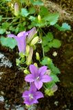 Campanula bayerniana