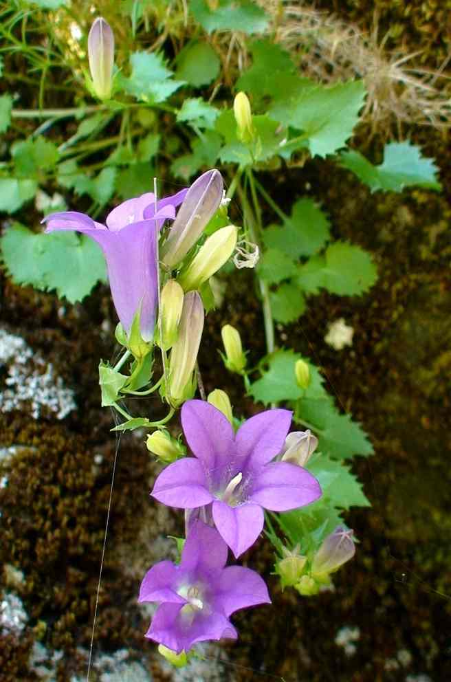 Image of Campanula bayerniana specimen.