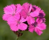 Dianthus carthusianorum. Цветки. Украина, Закарпатская обл., Свалявский р-н, луг на склоне горы Крыхая возле с. Солочин. 23 июня 2012 г.