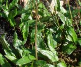 Endocellion sibiricum