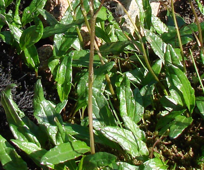 Image of Endocellion sibiricum specimen.