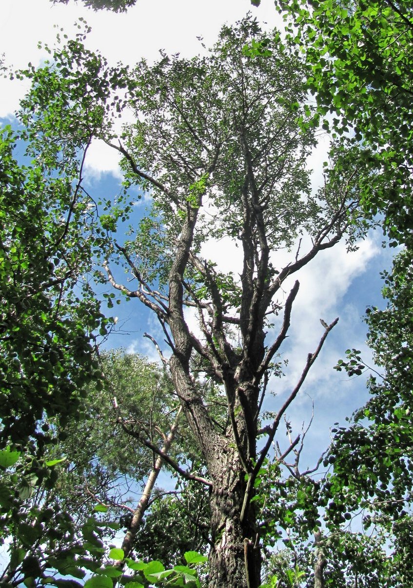 Image of Salix pentandra specimen.