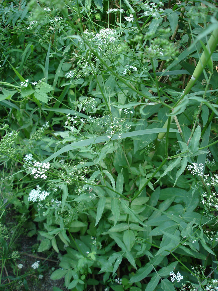 Изображение особи Sium sisaroideum.