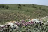Cerasus tianshanica. Цветущее растение. Южный Казахстан, горы Каракус; высота 1000 м н.у.м. 20.04.2012.