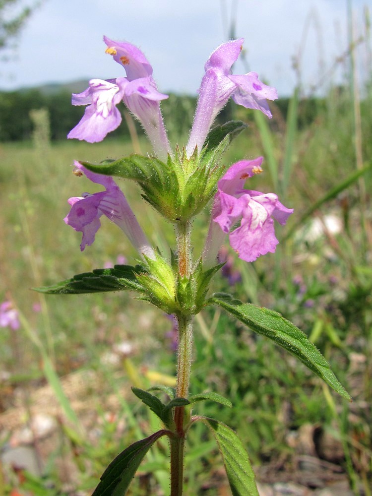 Image of Galeopsis ladanum specimen.