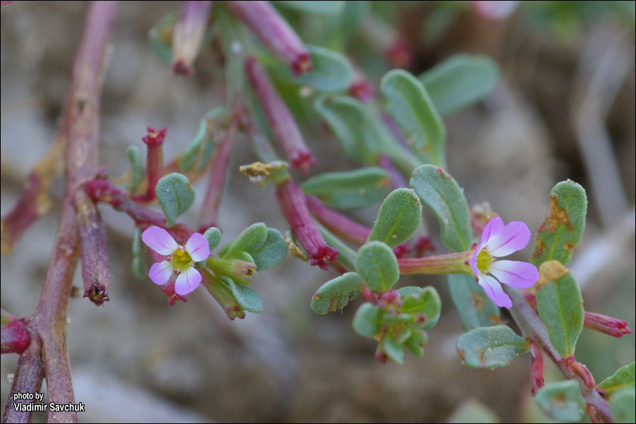 Image of Lythrum tribracteatum specimen.