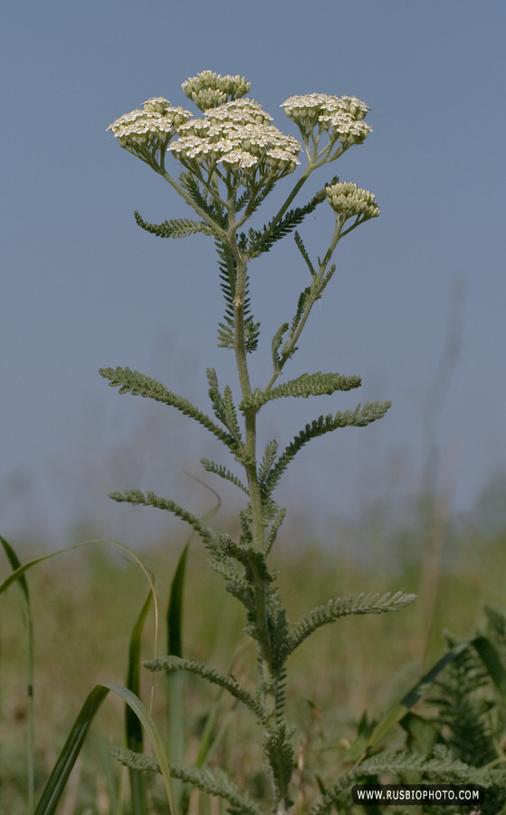 Изображение особи род Achillea.