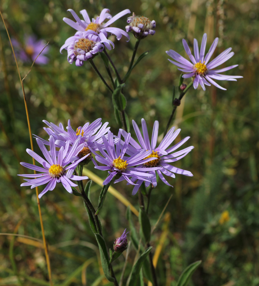Image of Aster amellus specimen.