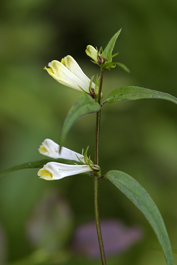 Image of Melampyrum pratense specimen.