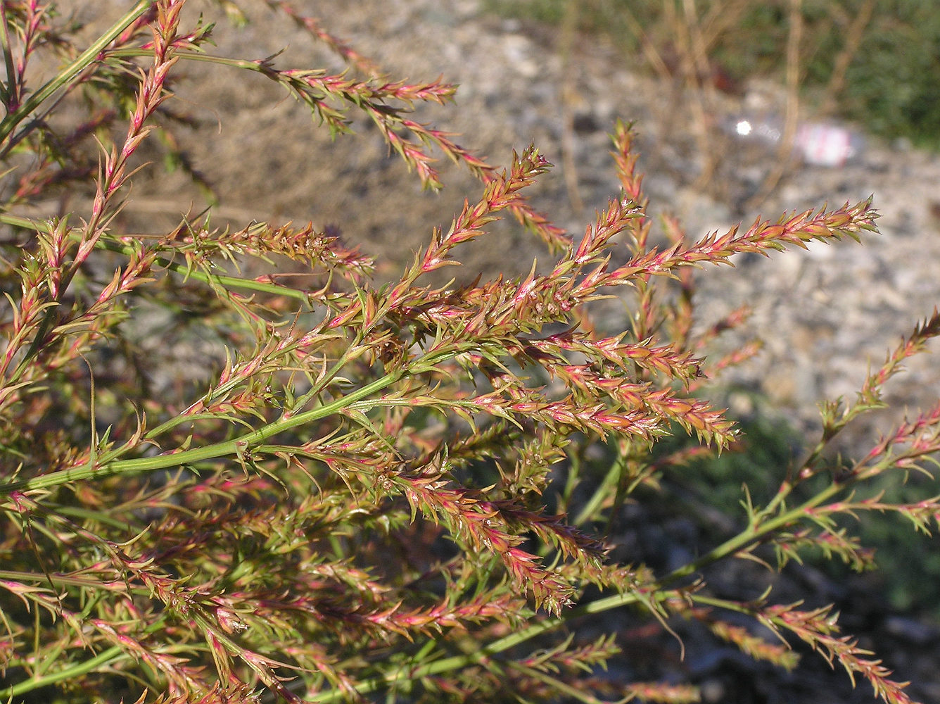 Изображение особи Salsola collina.