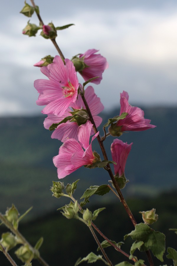 Image of Malva olbia specimen.