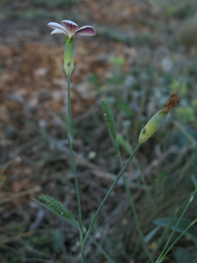 Image of Dianthus marschallii specimen.