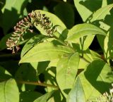 Lysimachia clethroides. Верхушка побега с отцветшим соцветием. Германия, г. Krefeld, ботанический сад. 16.09.2012.