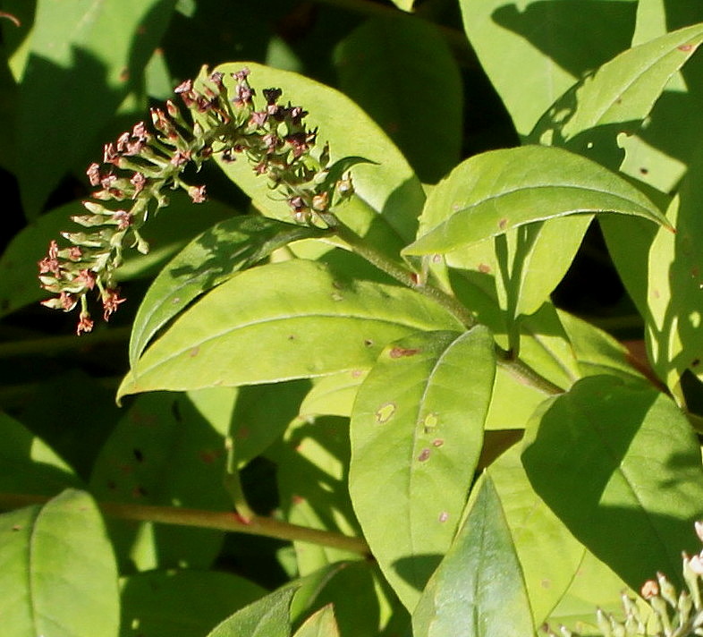 Изображение особи Lysimachia clethroides.