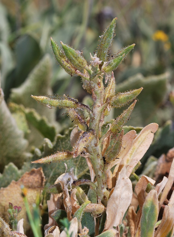 Image of Anchonium billardierei specimen.