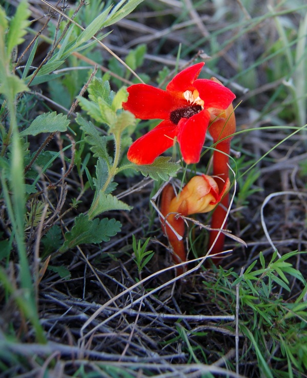 Image of Phelypaea coccinea specimen.