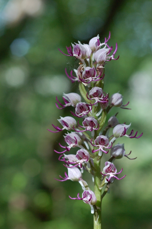 Изображение особи Orchis simia.