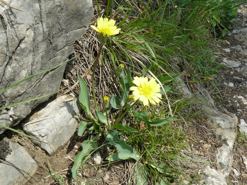 Image of Scorzonera crispa specimen.